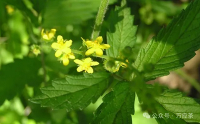 仙鹤草的神奇的功效（治糖尿病、肿瘤、血小板减、贫血、肾炎、汗症、白血病、肾炎、眩晕，牛皮癣、腰椎间盘突出、前列腺炎）