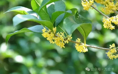 桂花飘香 食疗有方